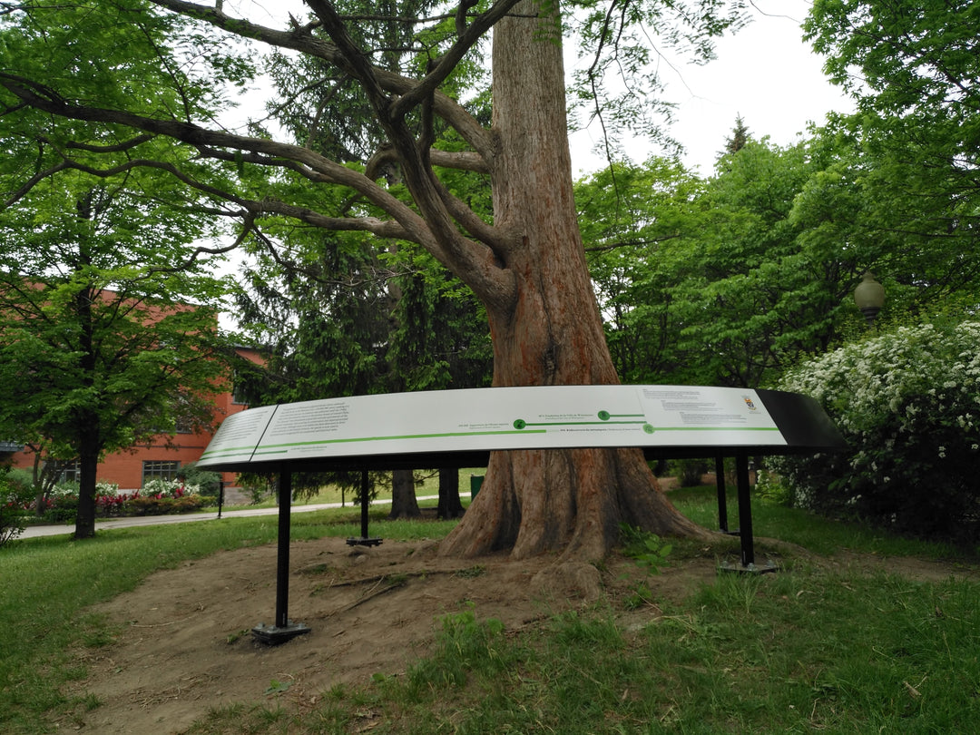 westmount sequoia avec le panneau d'interprétation autour de l'arbre